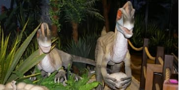 Child General Admission