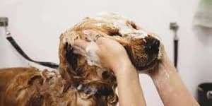 Bath & Brush Special - Medium Dogs