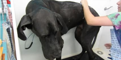 Bath & Brush Special - Giant Dogs