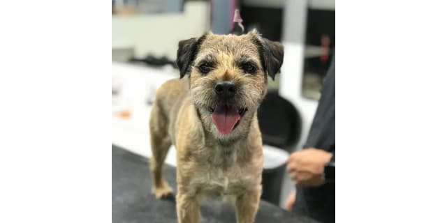 Small Breed Full Grooming Special (Up To 20 lbs)