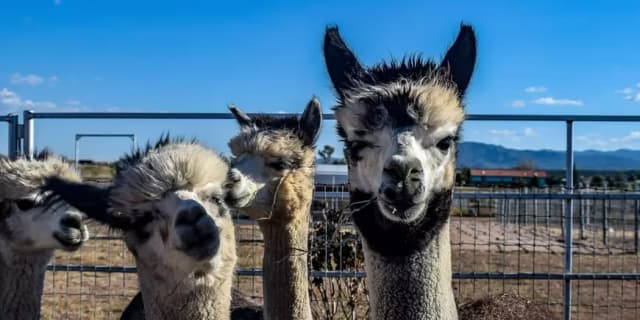 Four Guest Admissions