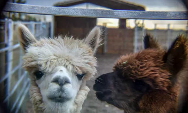 Two Guest Admissions