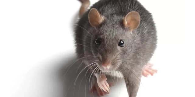 Four Week Rodent-Trapping Program & Entry-Point Inspection