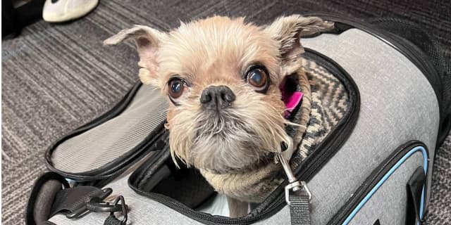 Emergency Pet Transportation Service - 24/7 Support - Phoenix Metropolitan Area