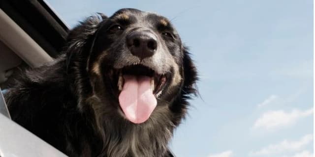 Standard Pet Transportation Service - Phoenix Metropolitan Area