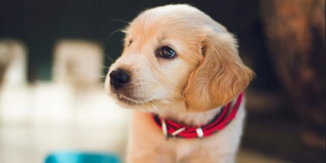 Puppy Starter Package