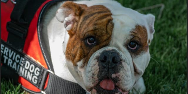 Service Dog Foundation Training