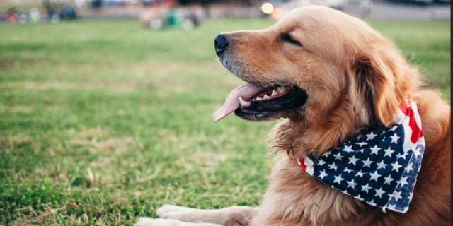 Dog Walking Services - 1 Walk for 30 Minutes