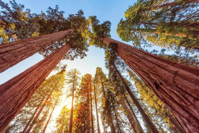 Sequoia & Kings Canyon National Park Self-Guided Driving Tour