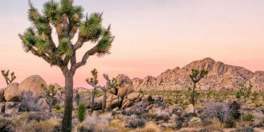 Joshua Tree Tour: Self-Guided Drive