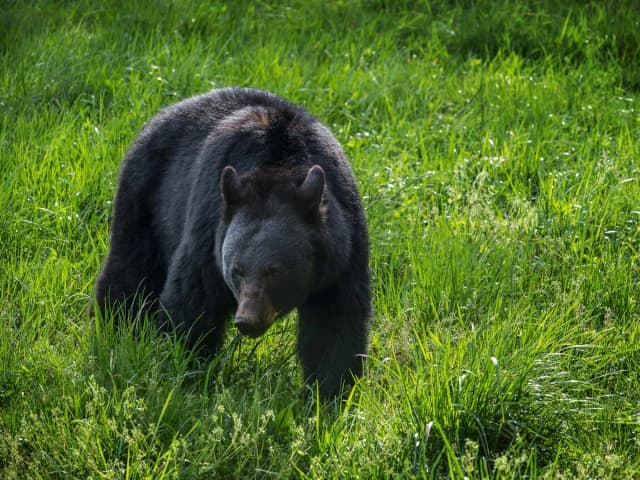 Great Smoky & Cades Cove Self-Guided Driving Tour Bundle