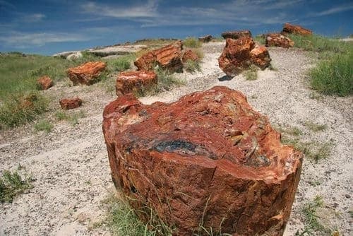 Petrified Forest Driving Tour: Self-Guided
