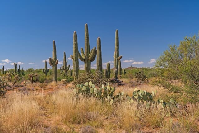 Saguaro East National Park Self – Guided Driving Tour