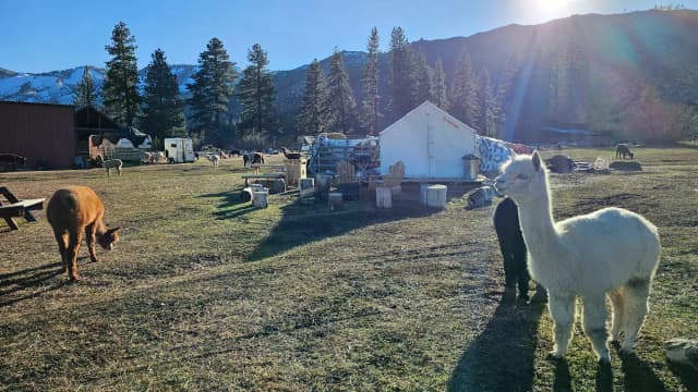 2-Night Tent Camping & Alpaca Feeding (BYO Camping Equipment)