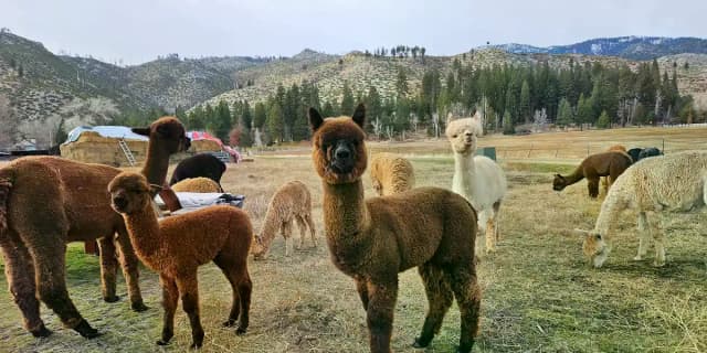 2-Night RV Camping & Alpaca Feeding (BYO RV)