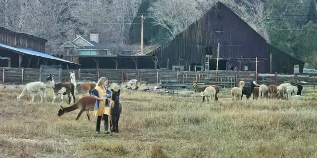 2-Night Glamping & Alpaca Feeding (in Our Canvas Glamping Tent)