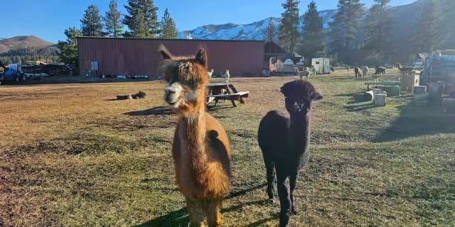 Peaceful Walk w/ An Alpaca